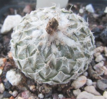 Encephalocarpus <br>strobiliformis 