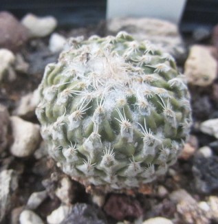 Encephalocarpus <br>strobiliformis 