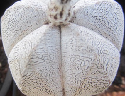 Astrophytum myriostigma cv onzuka