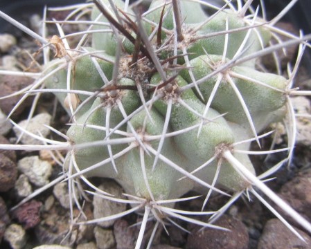 Copiapoa marginata bridgesi