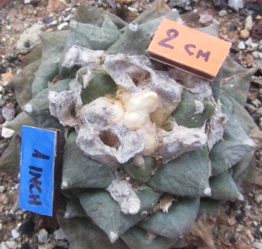 Ariocarpus cv hybrid f3 lloydii x furf