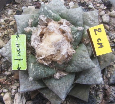Ariocarpus cv hybrid f lloydii x furf