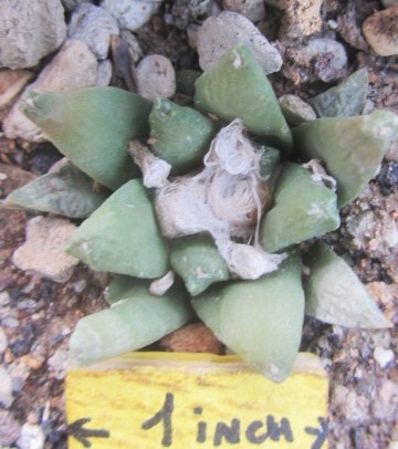 Ariocarpus <br>hybrid f3