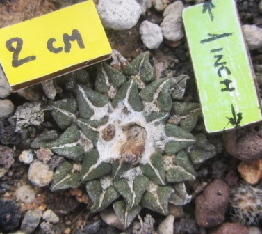 Ariocarpus <br>kotschoubeyanus elephantidens