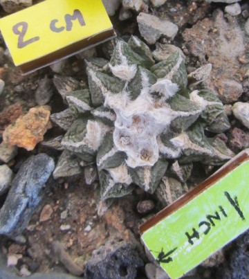 Ariocarpus <br>kotschoubeyanus elephantidens