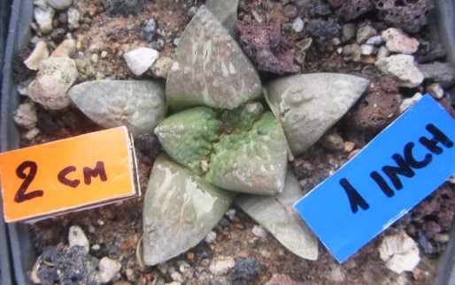 Ariocarpus <br>cv f2 hint x furf