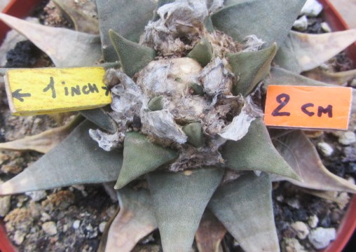 Ariocarpus 
