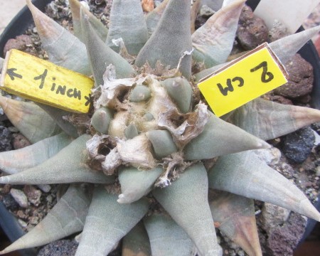 Ariocarpus <br>