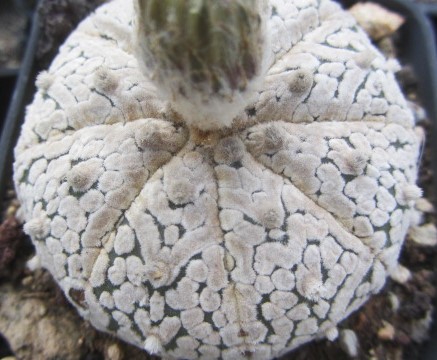 Astrophytum asterias super kabuto