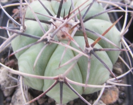 Echinocactus horizonthalonius