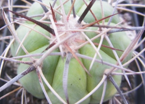 Echinocactus horizonthalonius