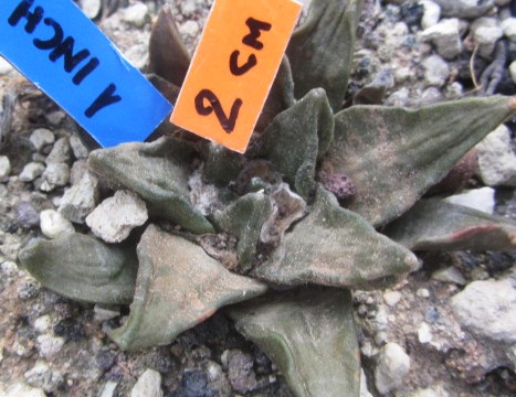 Ariocarpus cv f1 bravoanus x furf
