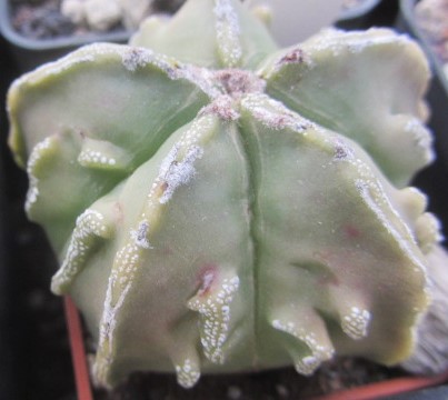 Astrophytum myriostigma cv fukuryo