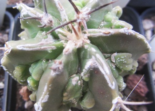 Astrophytum ornatum cv fukuryu 