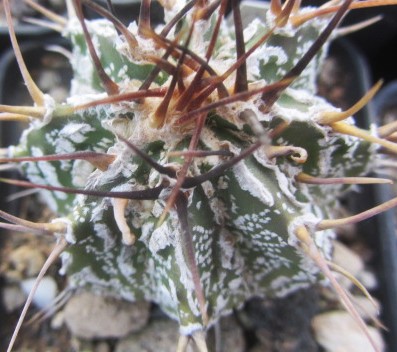 Astrophytum ornatum cv fukuryu 