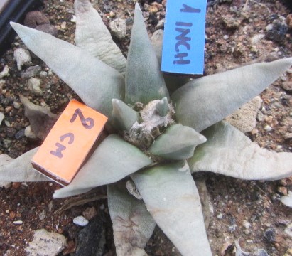 Ariocarpus <br>retusus elongatus