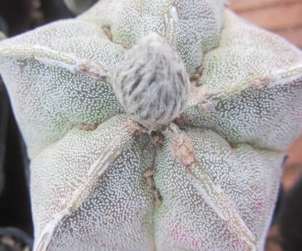 Astrophytum myriostigma 
