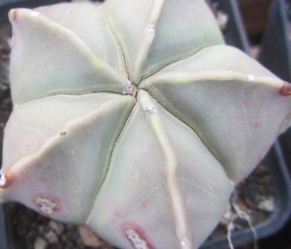 Astrophytum <br>myriostigma nudum