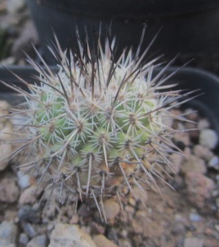 Turbinicarpus mandragora