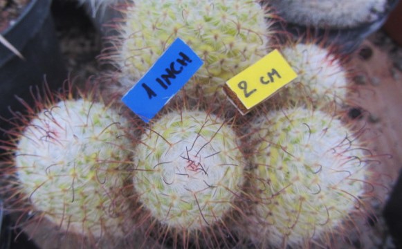 Mammillaria <br>bombycina