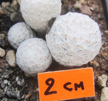 Mammillaria <br>herrerae