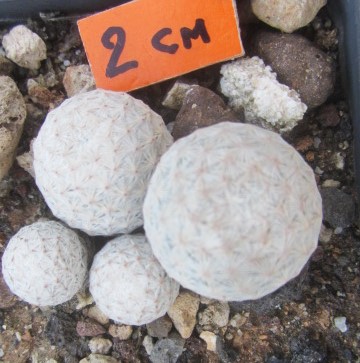 Mammillaria herrerae