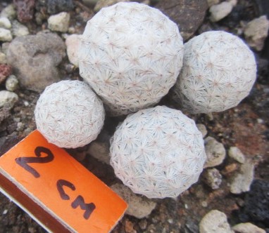 Mammillaria herrerae