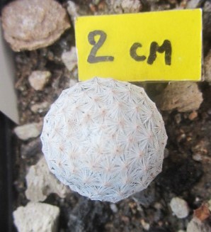 Mammillaria herrerae