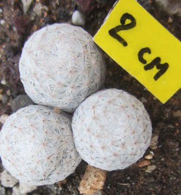 Mammillaria herrerae