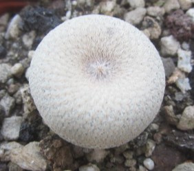 Epithelantha <br>bokei