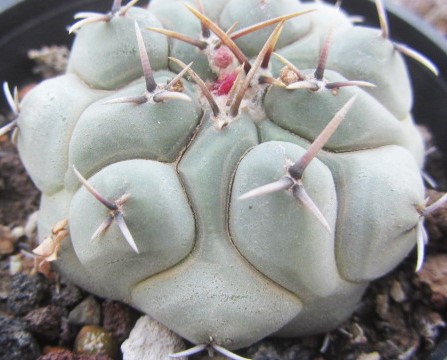Thelocactus <br>hexaedrophorus