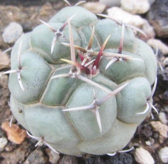 Thelocactus <br>hexaedrophorus