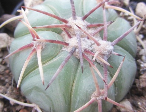 Echinocactus horizonthalonius
