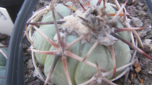 Echinocactus horizonthalonius