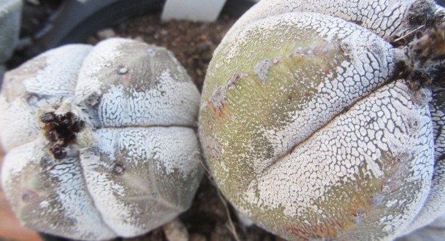 Astrophytum <br>myriostigma cv onzuka