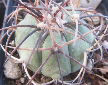 Echinocactus horizonthalonius