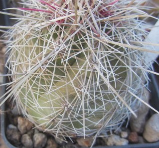 Thelocactus <br>bicolor bolansis