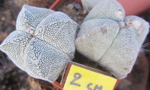 Astrophytum myriostigma cv onzuka