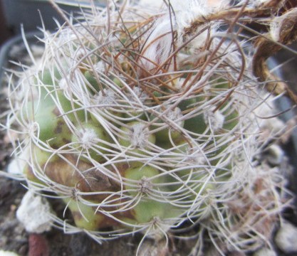 Matucana <br>calliantha