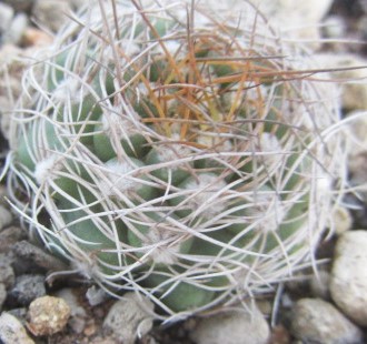Matucana <br>calliantha