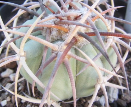 Echinocactus horizonthalonius