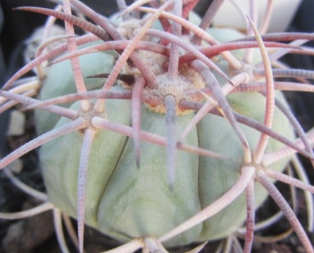 Echinocactus horizonthalonius