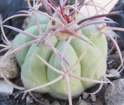 Echinocactus horizonthalonius
