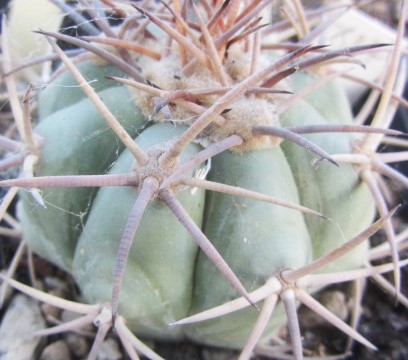 Echinocactus horizonthalonius