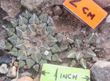 Ariocarpus <br>kotschoubeyanus elephantides