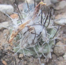 Turbinicarpus <br>hybrid