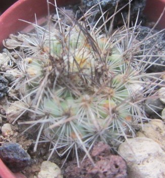 Turbinicarpus hybrid