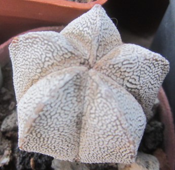 Astrophytum myriostigma cv onzuka