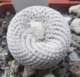 Epithelantha <br>bokei
