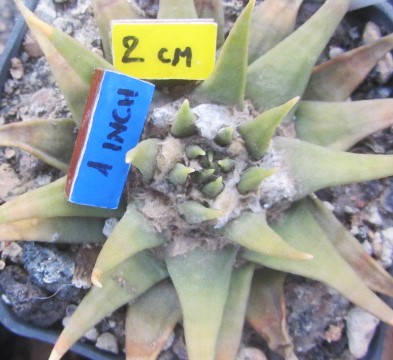 Ariocarpus <br>confusus